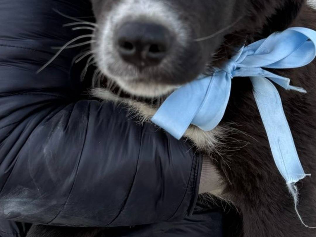 Adotta un cane, taglia grande, maschio, Napoli