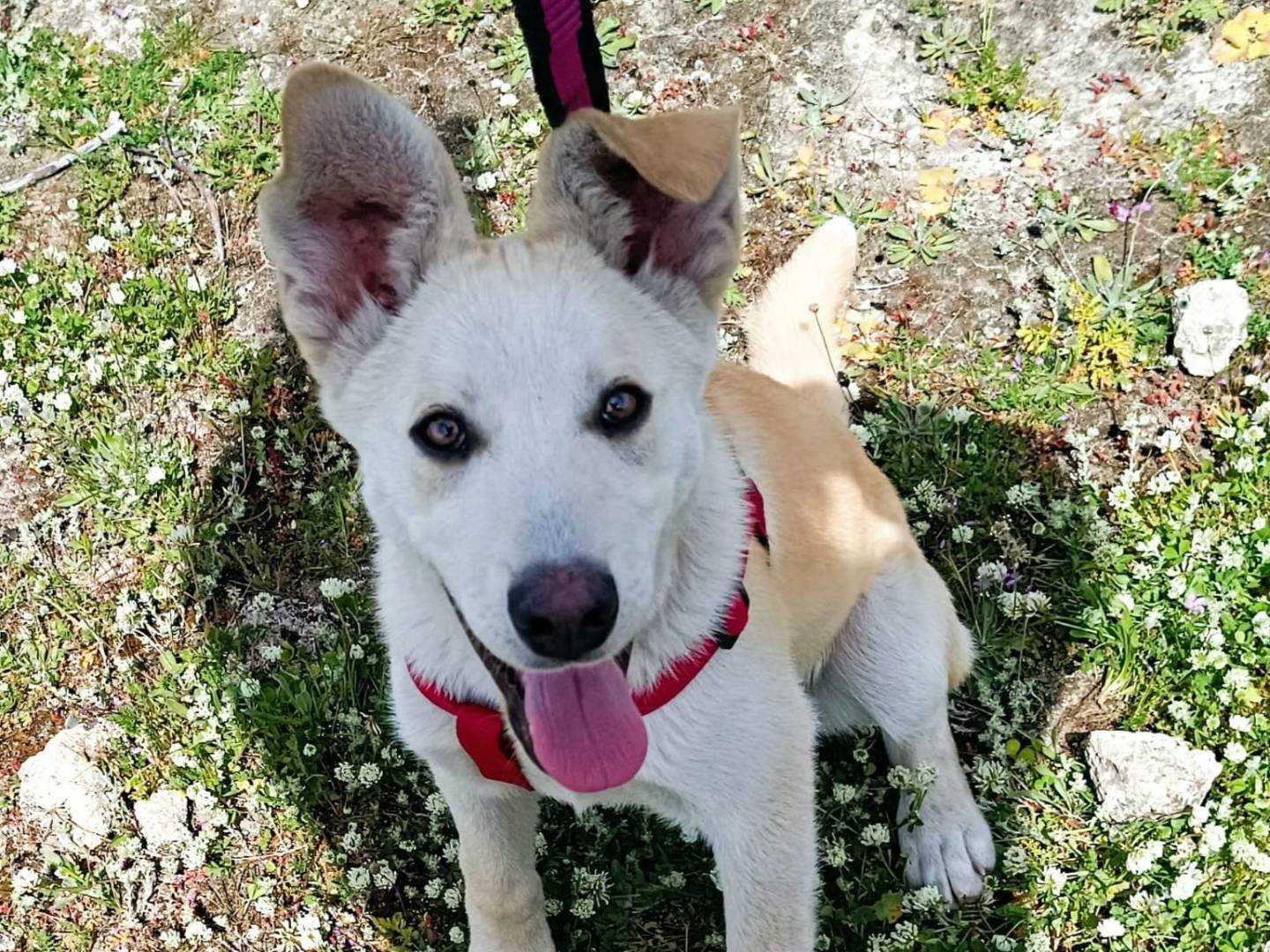 Adotta un cane, maschio, 5 mesi, Catania