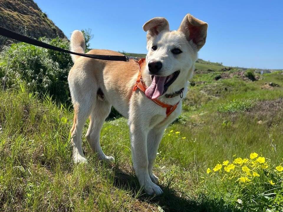 Adotta un cane, taglia media, maschio, Catania