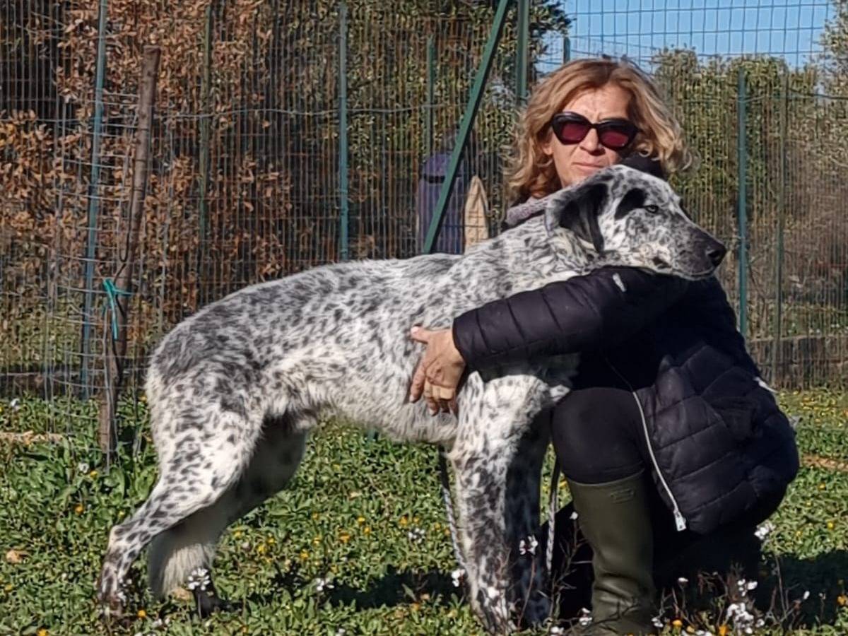 Adotta un cane, taglia gigante, maschio, Bari