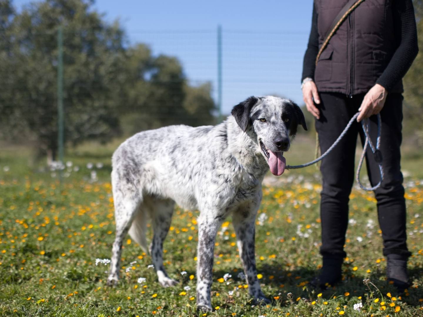 Adotta il cane Furia a Bari