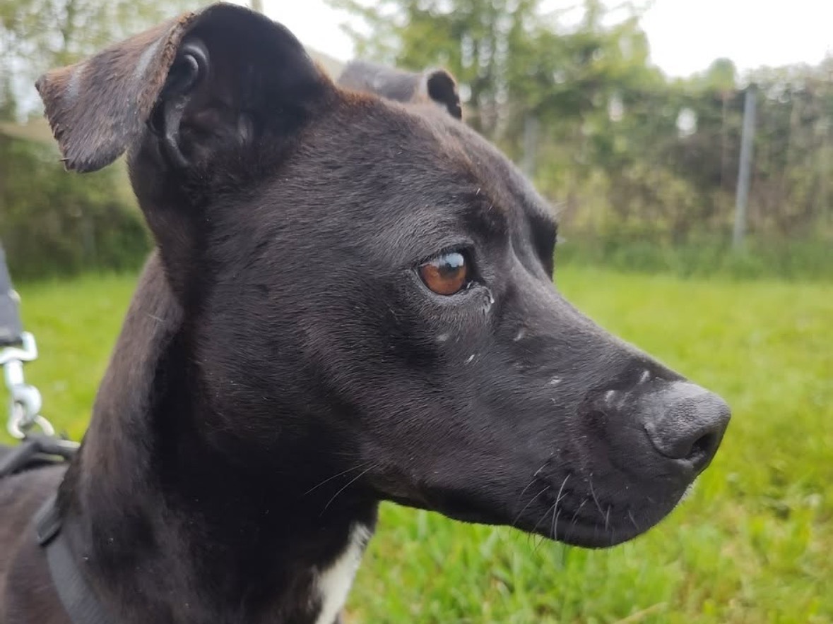 Adotta un cane, femmina, 10 mesi, Treviso