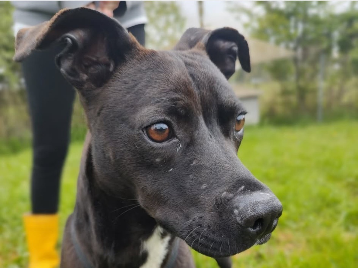 Adotta un cane, taglia media contenuta, femmina, Treviso