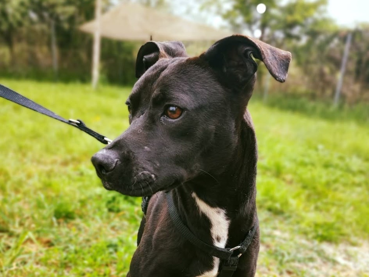 Vuoi adottare un cane a Treviso?
