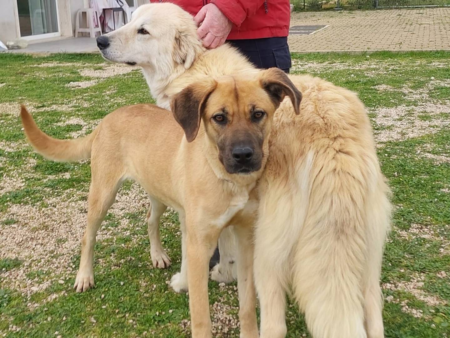 Adotta un cane, femmina, 2 anni  e 1 mese, Bari