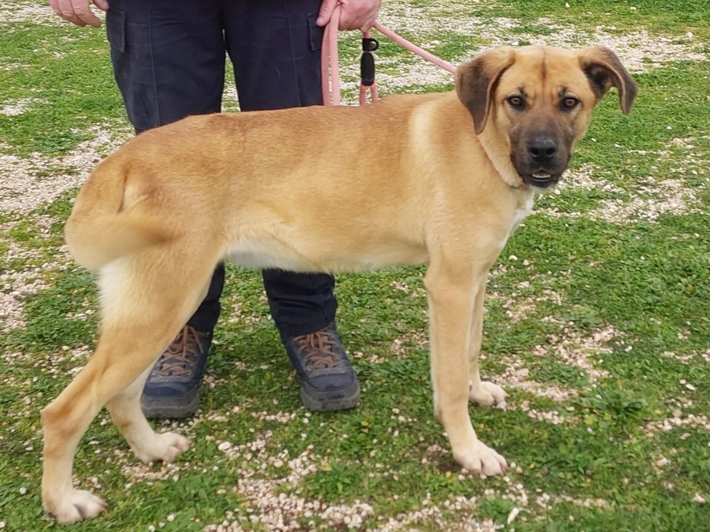 Adotta un cane, taglia media, femmina, Bari