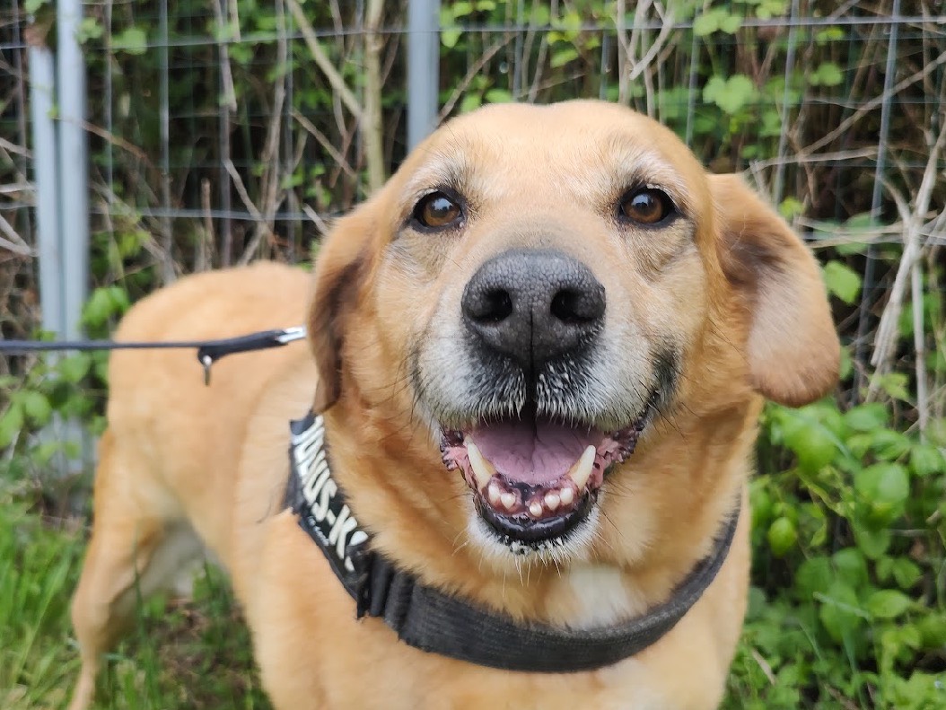 Adotta un cane, taglia grande, femmina, Treviso