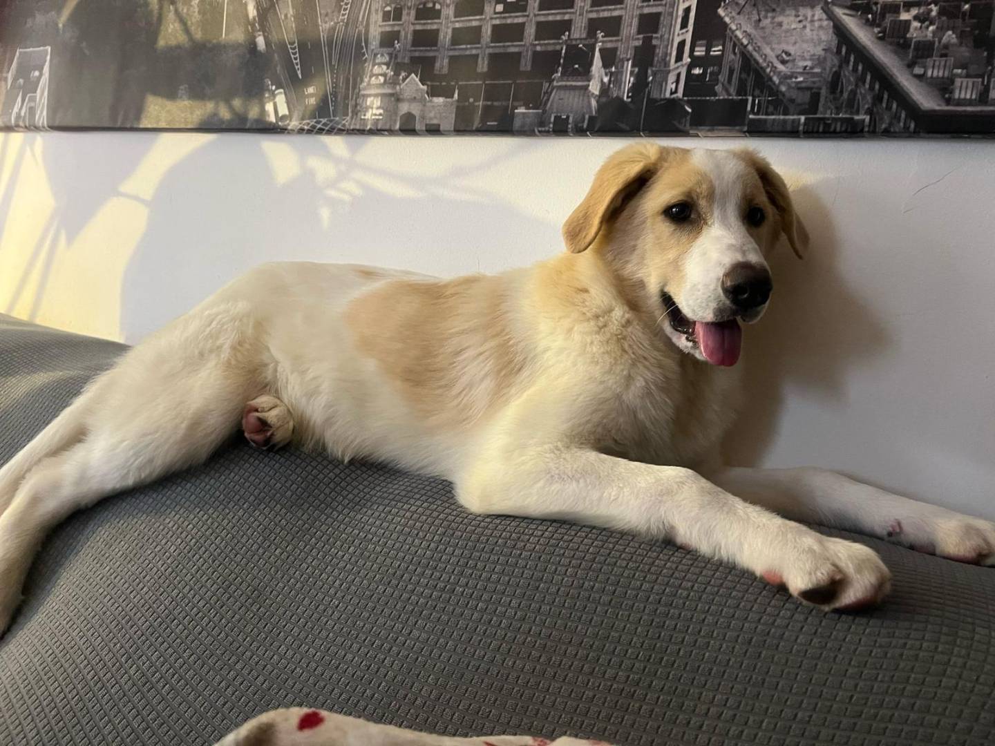 Adotta un cane, maschio, 4 mesi, Milano