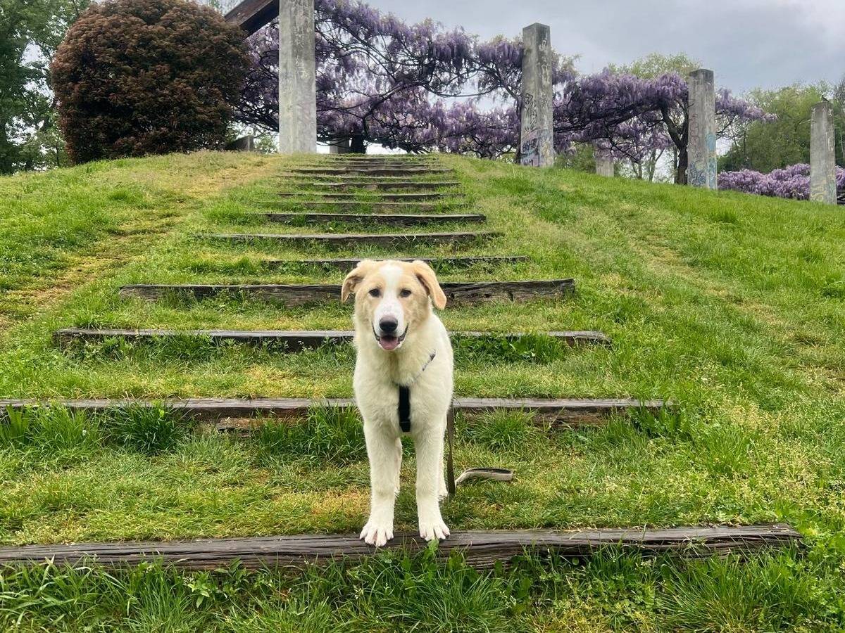 Adotta un cane, taglia media contenuta, maschio, Milano