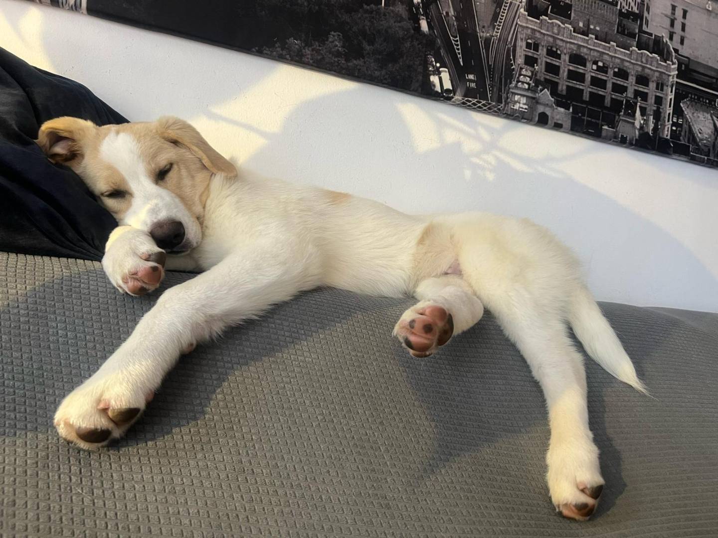 Vuoi adottare un cane a Milano?
