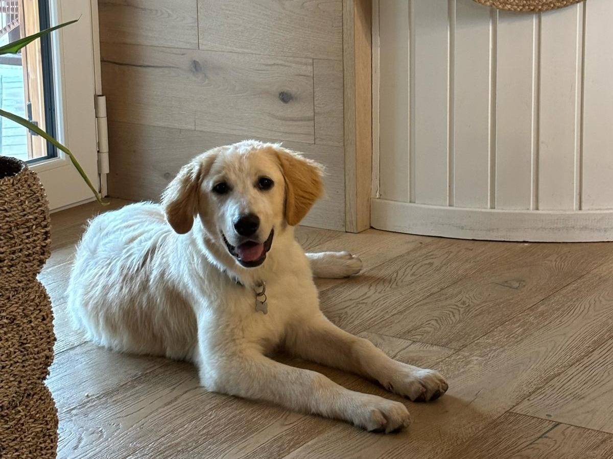 Adozione cane, maschio, Golden Retriever Razza sconosciuta, 5 mesi, taglia media contenuta, Milano