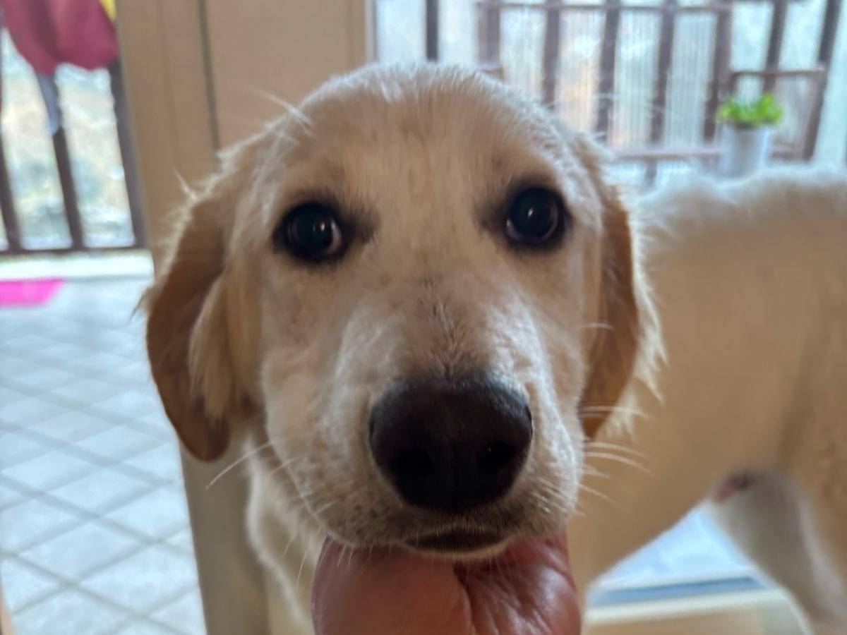 Adotta un cane, taglia media contenuta, maschio, Milano