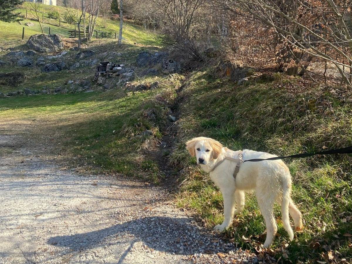 Adotta il cane BLUES a Milano