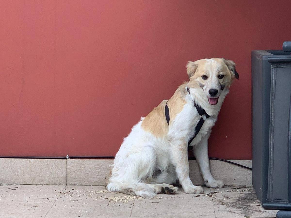 Adotta un cane, maschio, 5 mesi, Milano