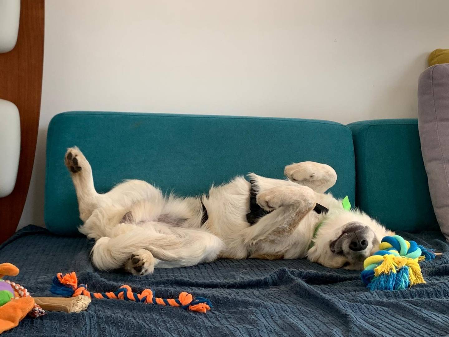 Adotta un cane, taglia media contenuta, maschio, Milano
