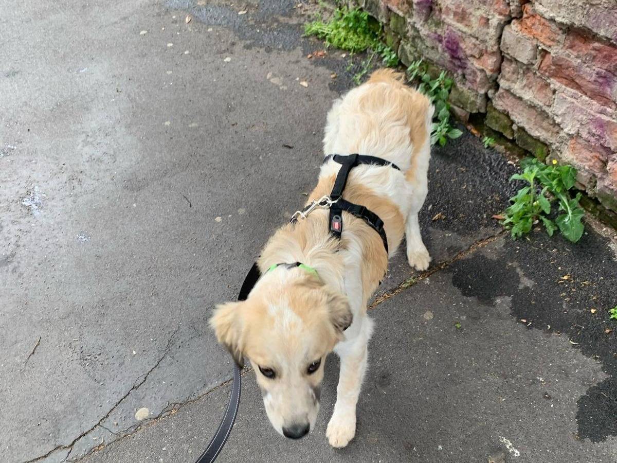 Vuoi adottare un cane a Milano?
