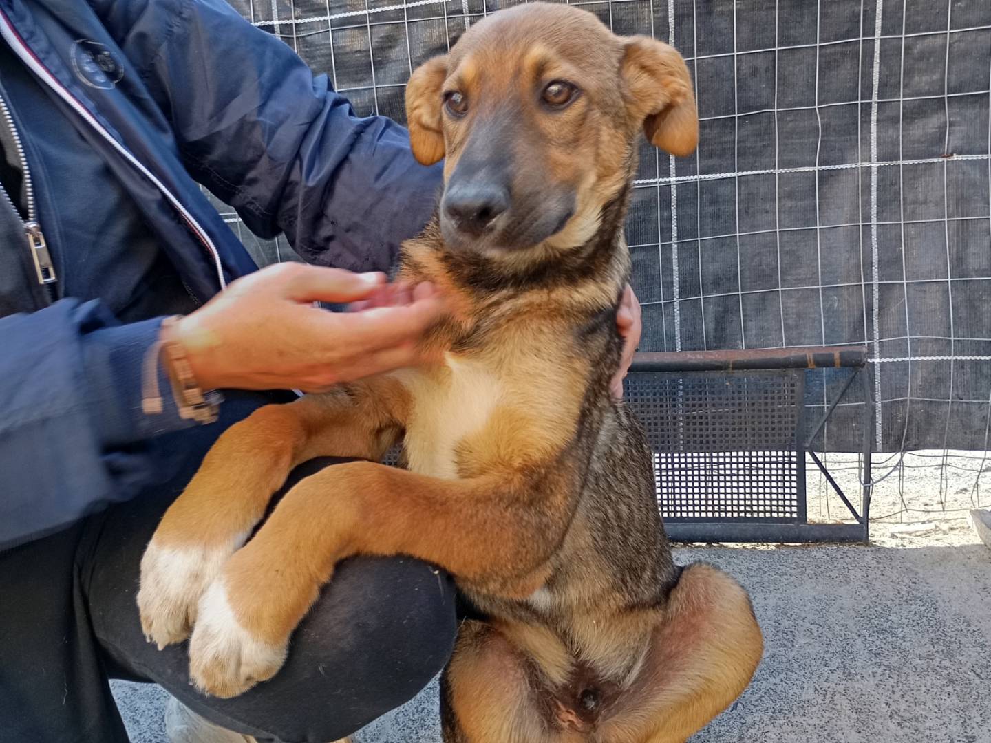Adotta un cane, maschio, 2 mesi, Siracusa