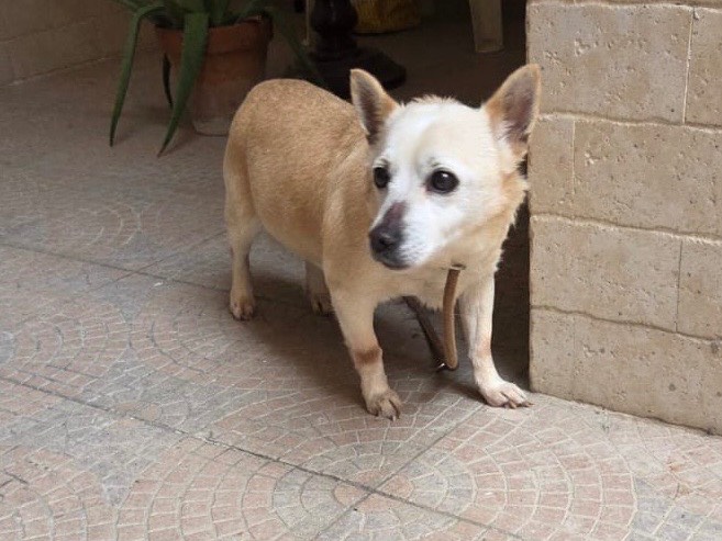 Vuoi adottare un cane a Bari?
