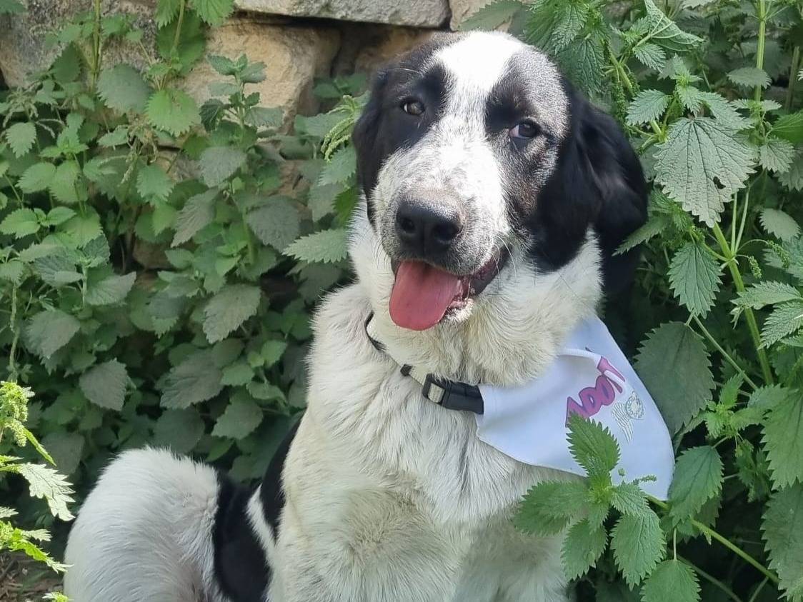 Adotta un cane, femmina, 5 mesi, Taranto