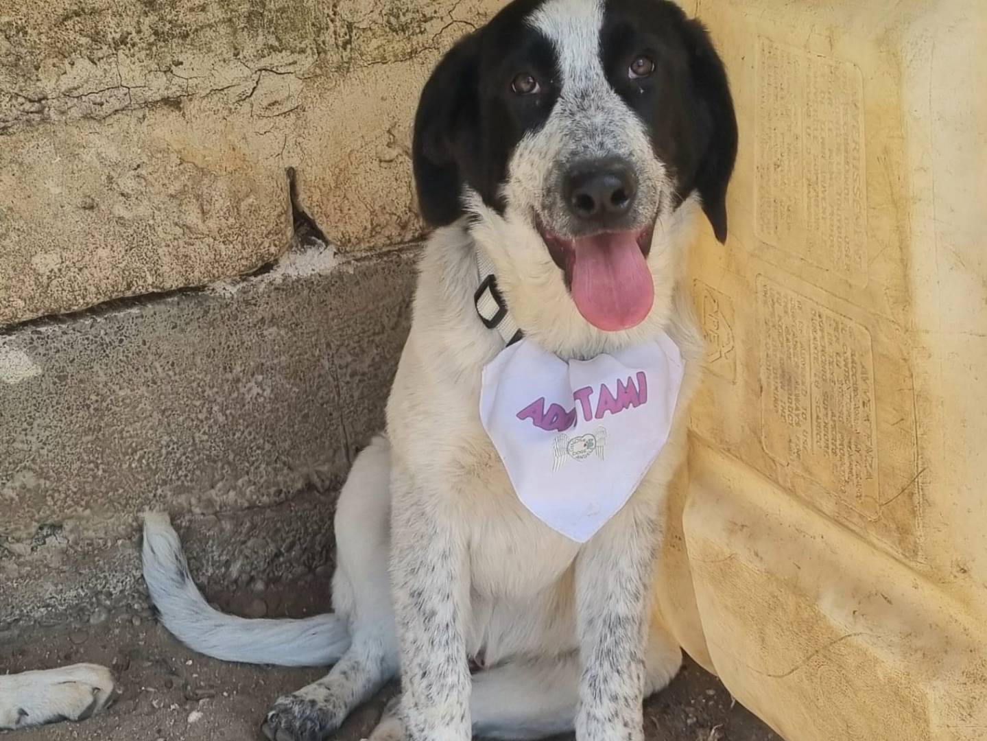 Adotta un cane, taglia media, femmina, Taranto