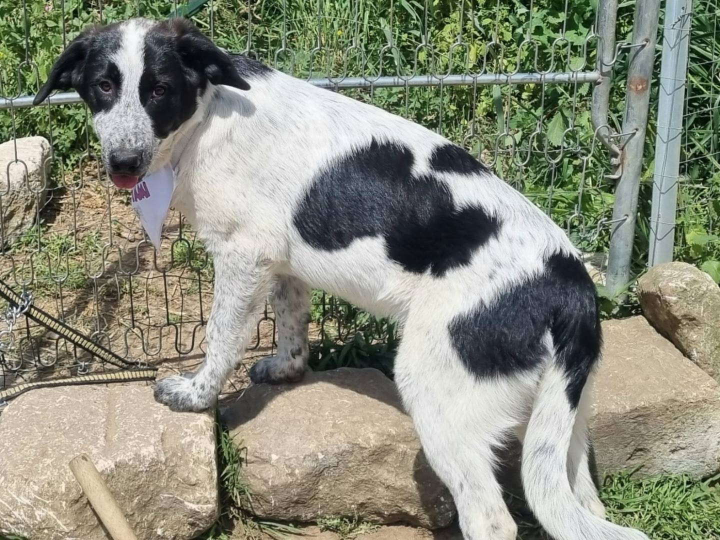 Vuoi adottare un cane a Taranto?