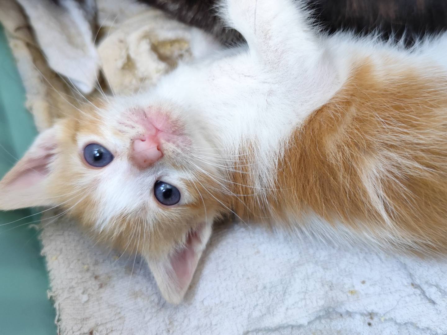 Foto dell'animale