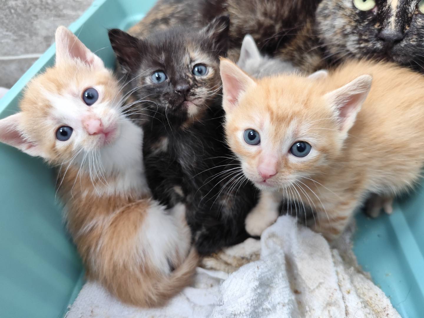 Adotta un gatto, taglia non valida, femmina, Messina