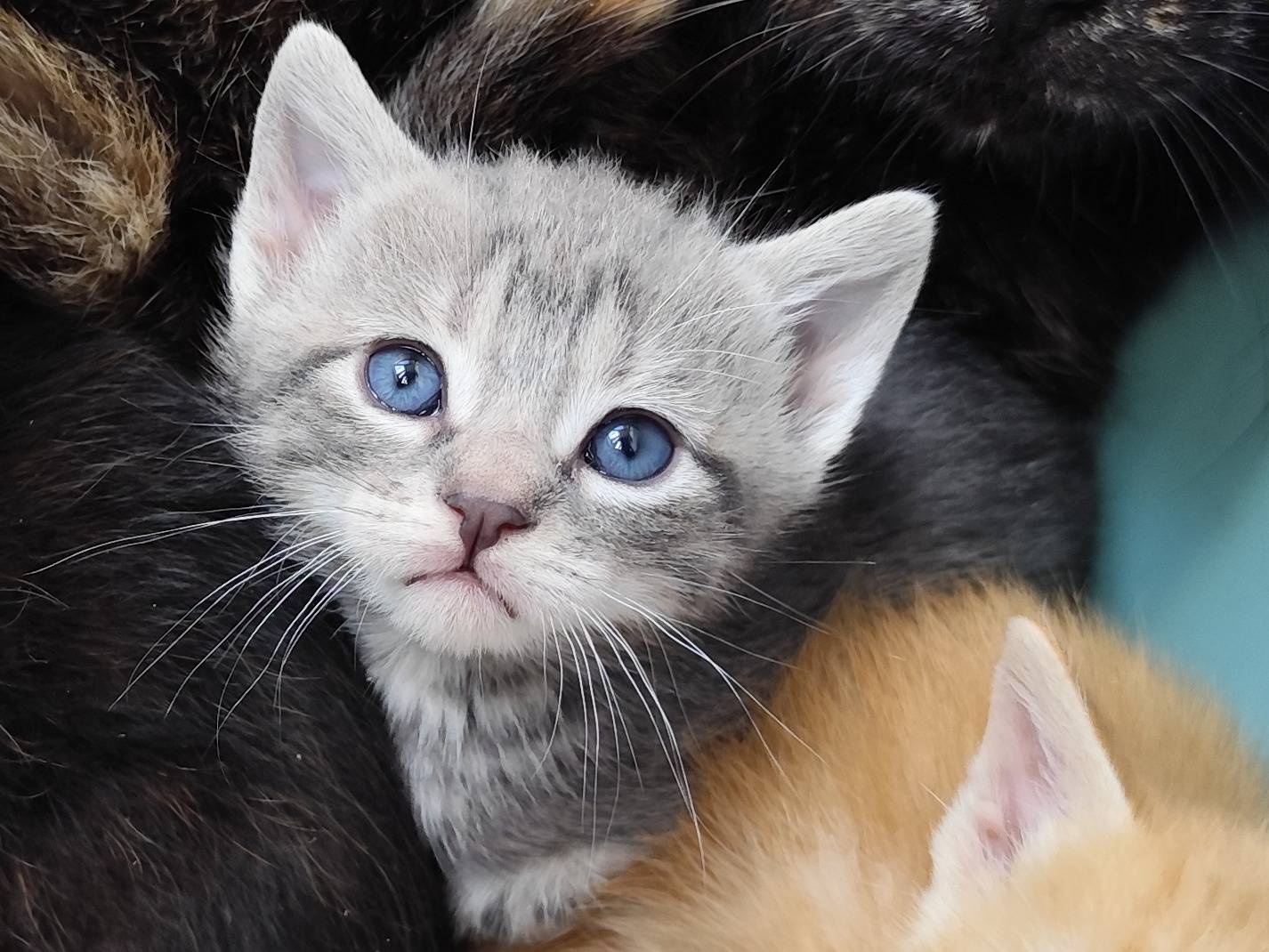 Foto dell'animale