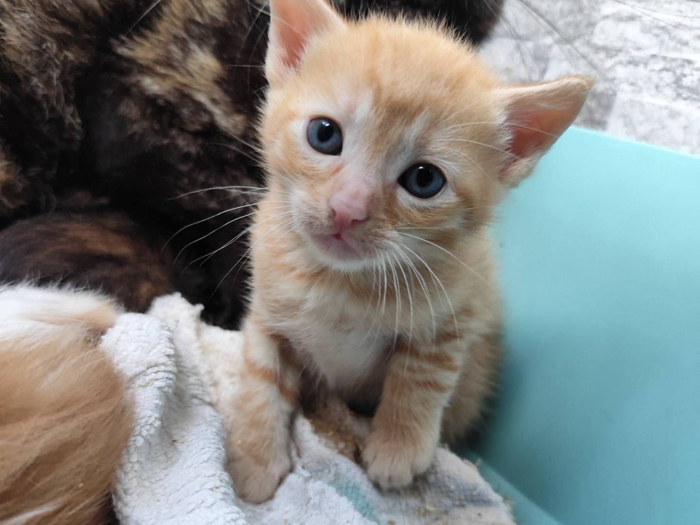 Adotta un gatto, taglia non valida, maschio, Messina