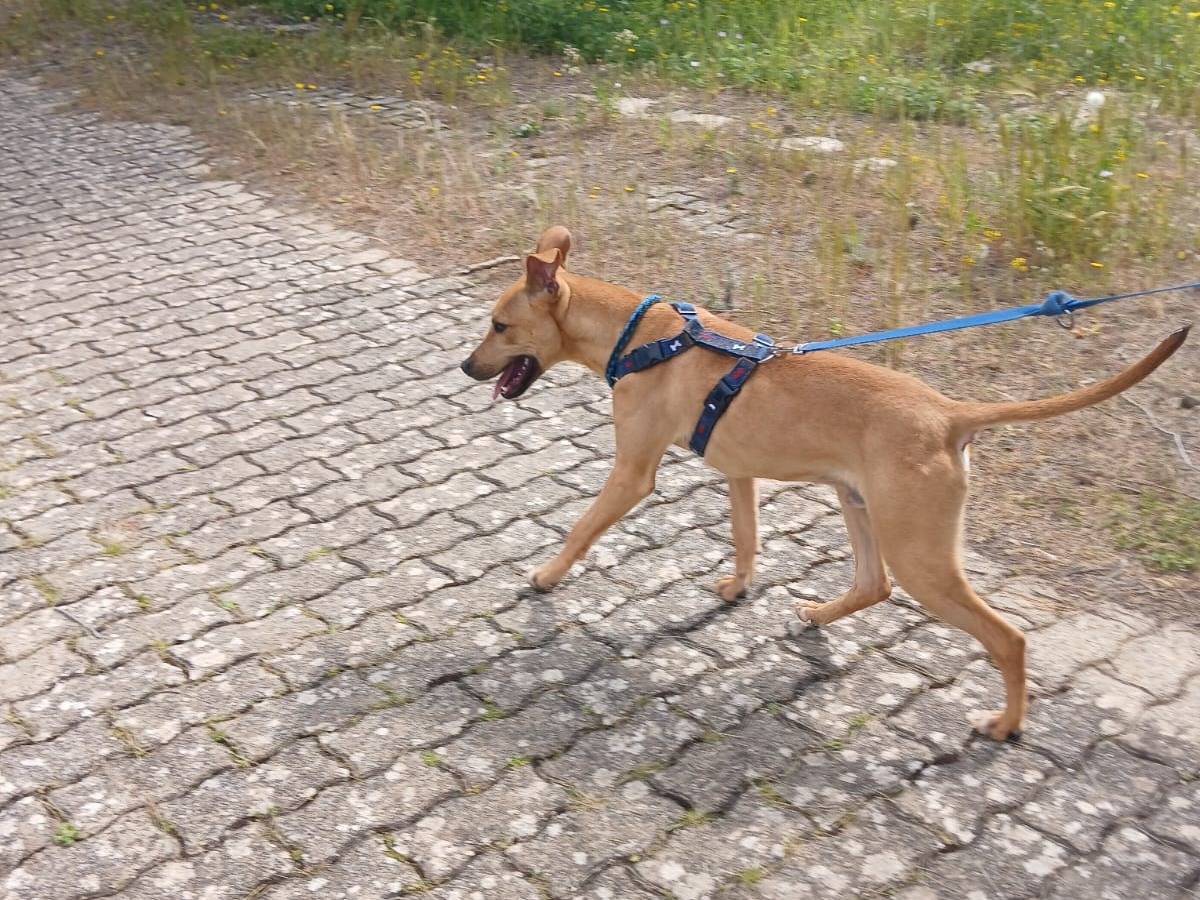 Adotta un cane, maschio, 8 mesi, Bari