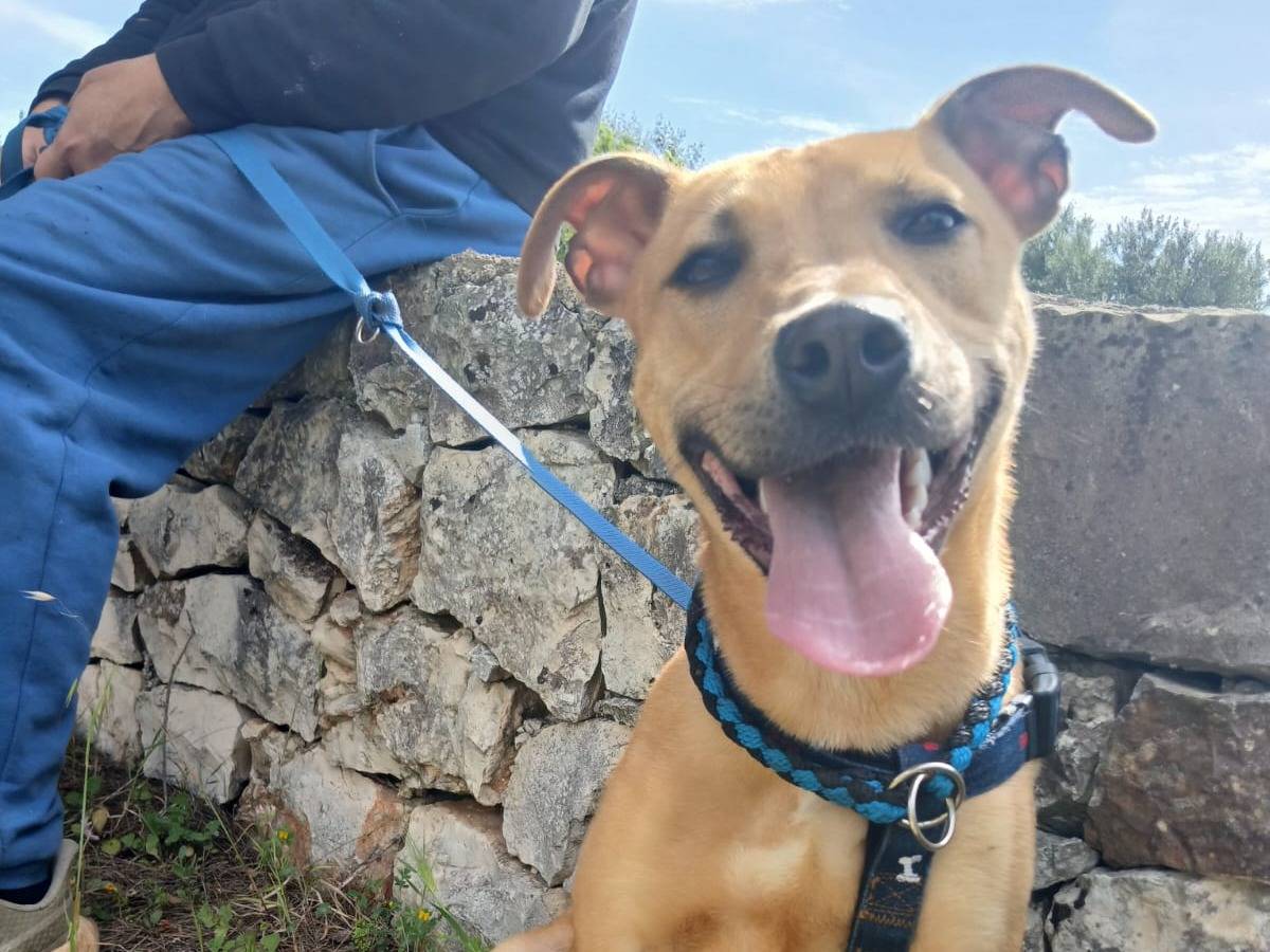 Adotta un cane, taglia media, maschio, Bari