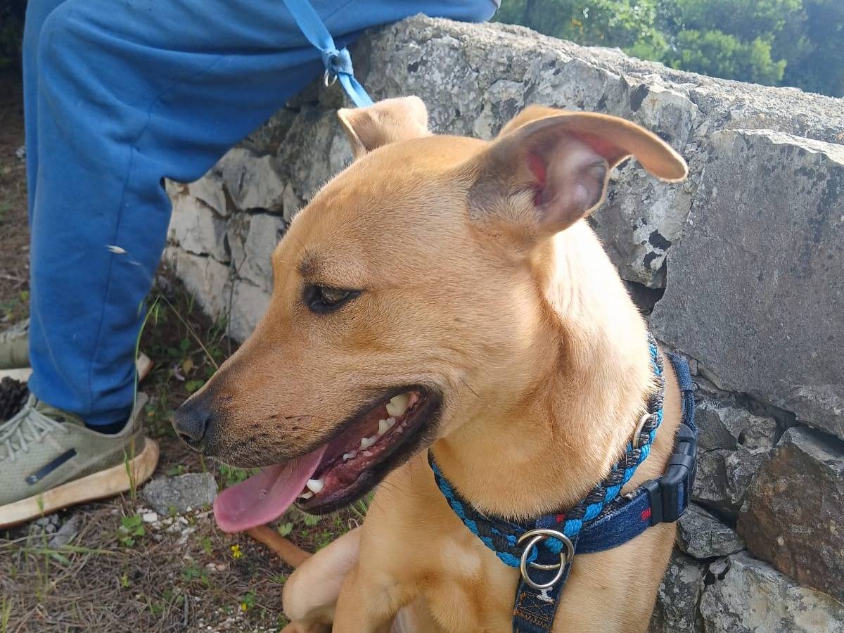 Vuoi adottare un cane a Bari?