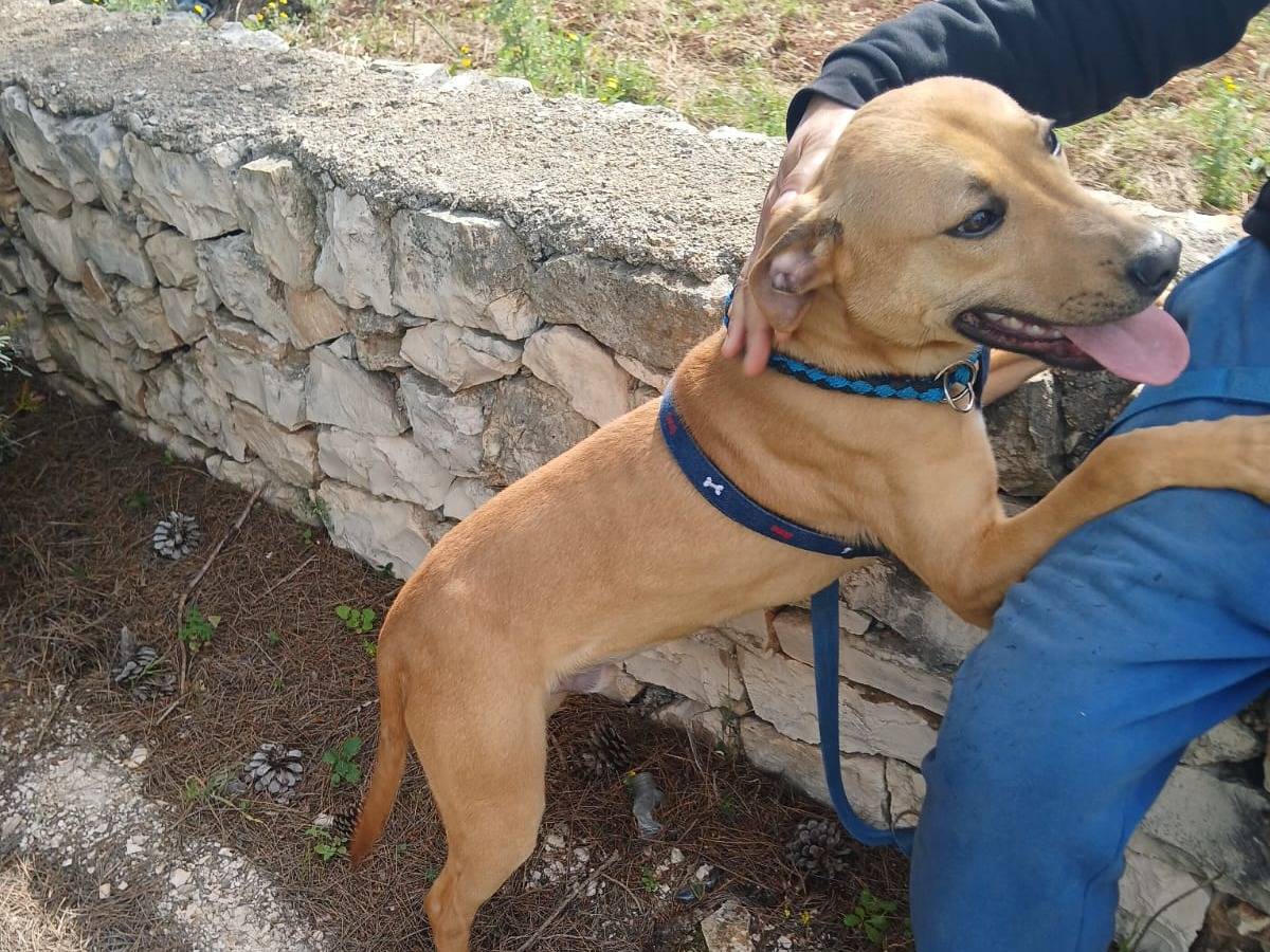 Adotta il cane Aden a Bari