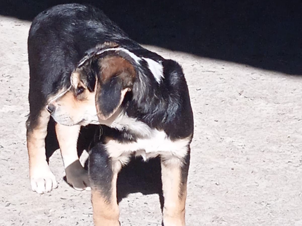 Adotta un cane, taglia grande, femmina, Bologna