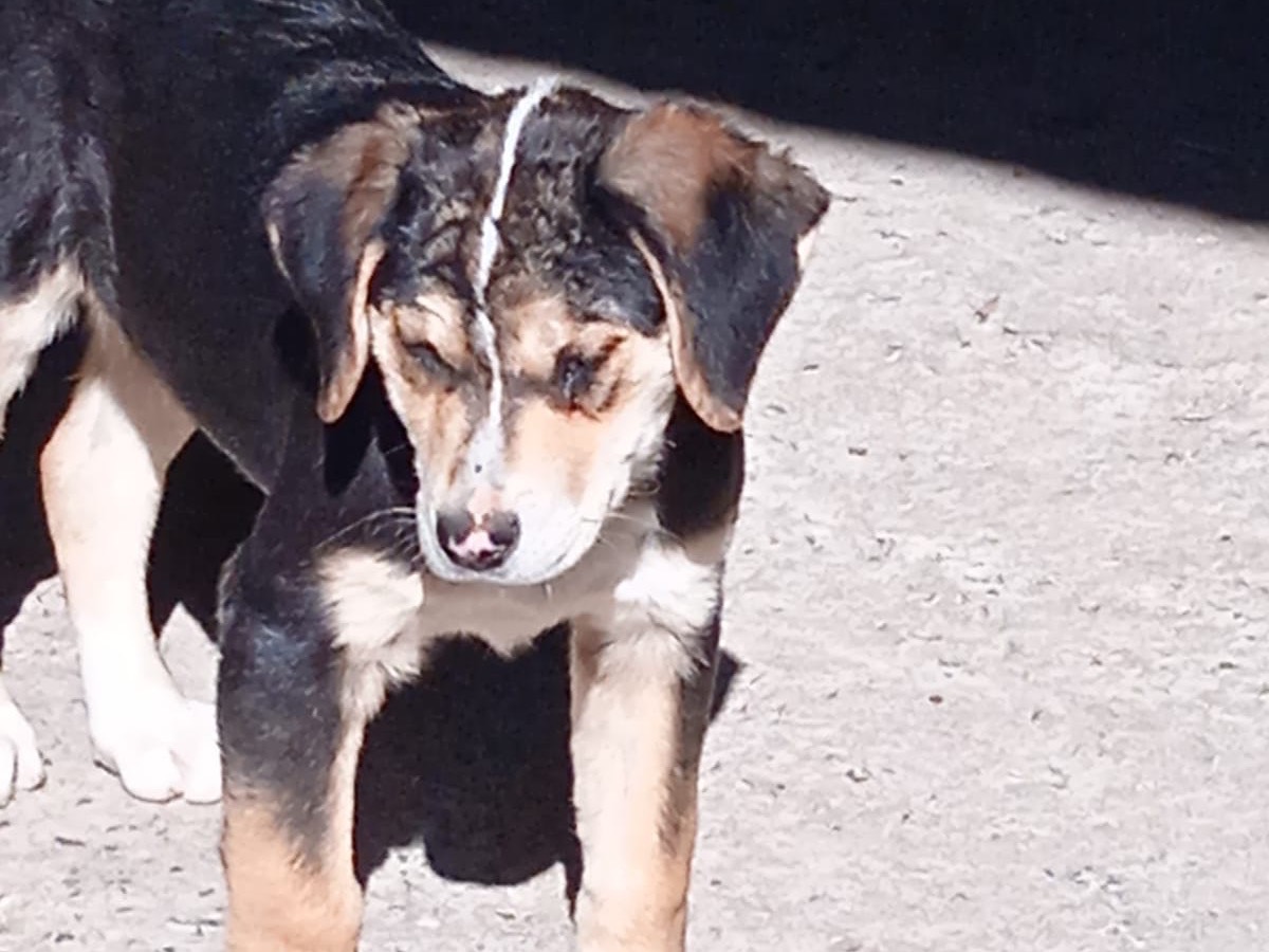 Vuoi adottare un cane a Bologna?