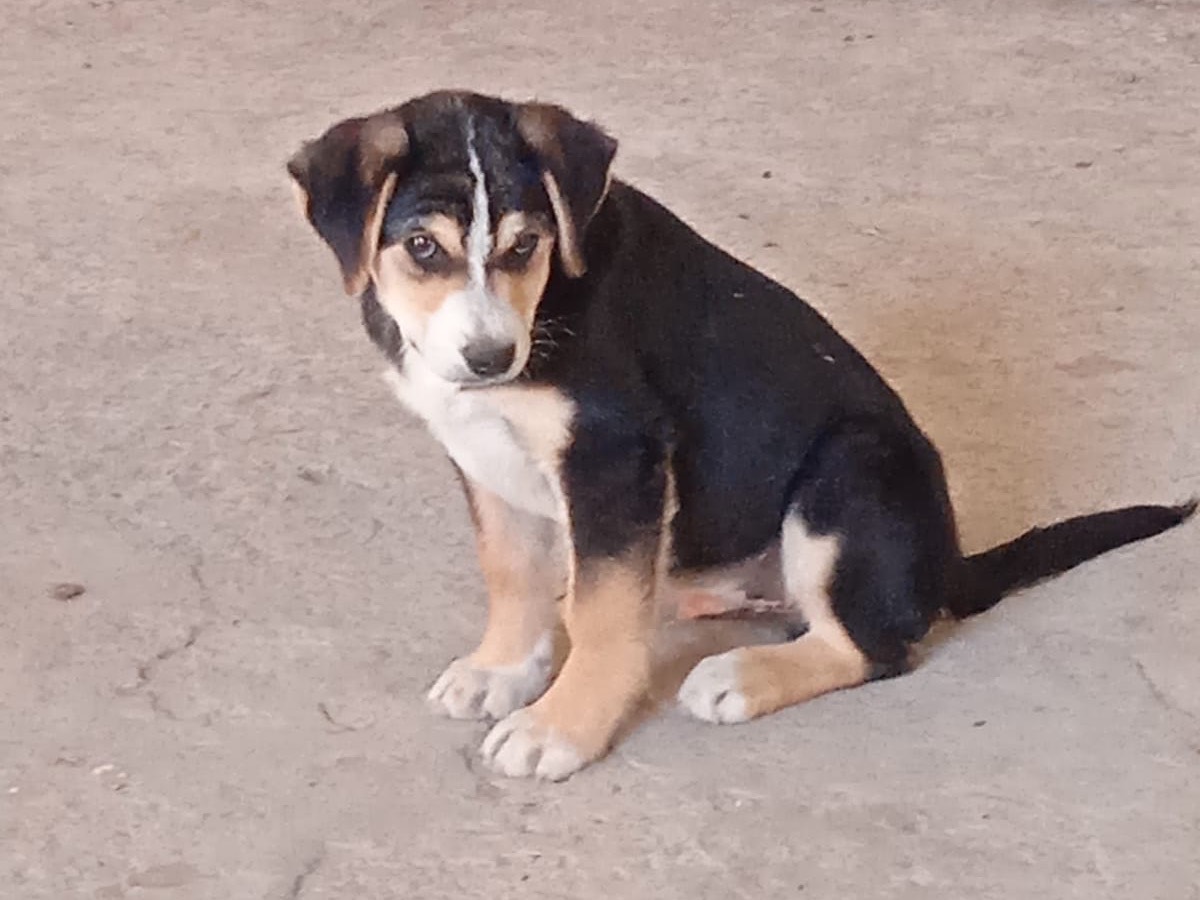 Adotta un cane, maschio, 4 mesi, Bologna