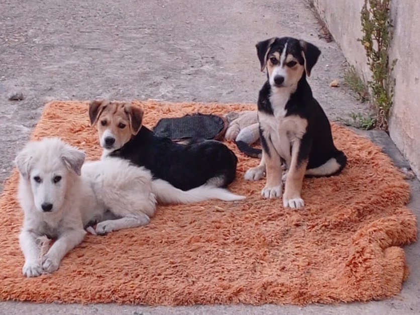 Vuoi adottare un cane a Bologna?