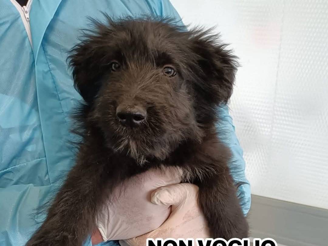 Adotta un cane, maschio, 3 mesi, Parma