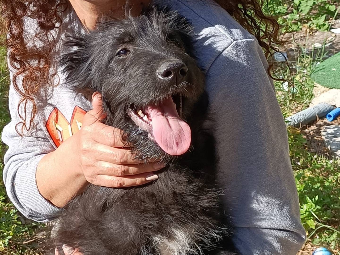 Adotta un cane, taglia media, maschio, Parma