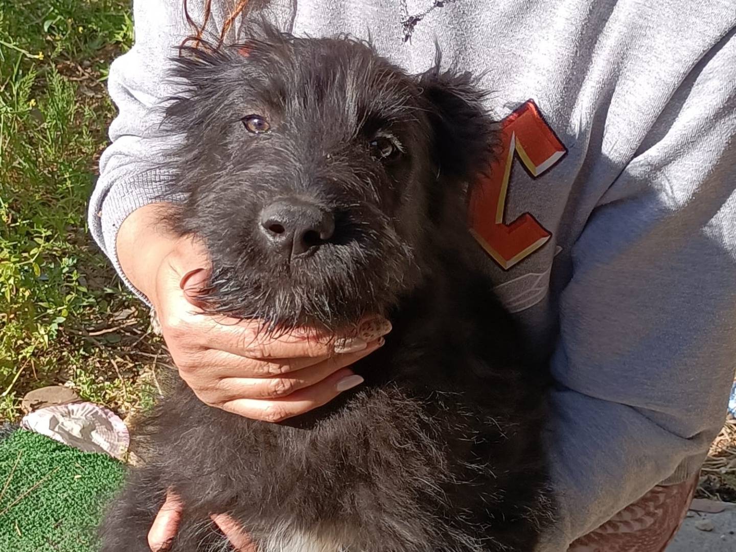 Vuoi adottare un cane a Parma?