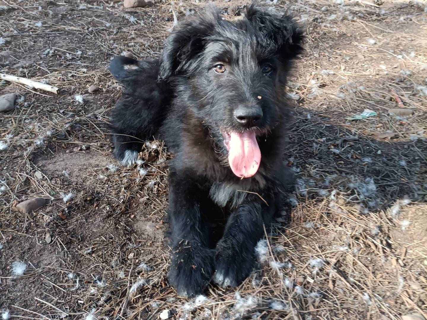 Adotta il cane Costantino  a Parma