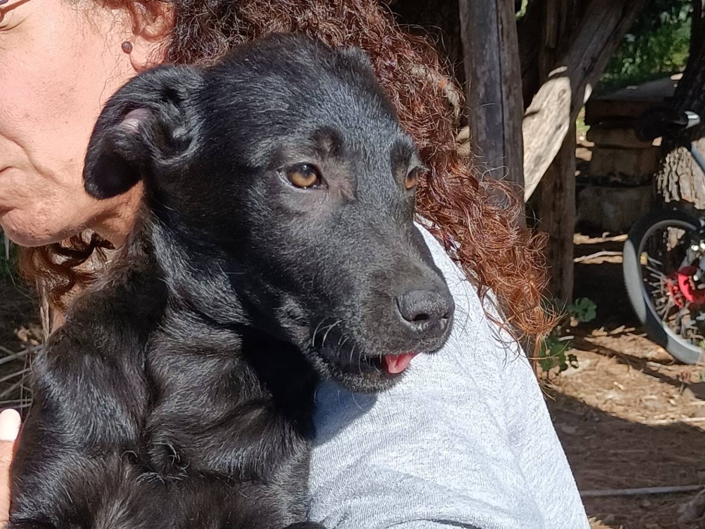 Adotta un cane, femmina, 3 mesi, Trapani