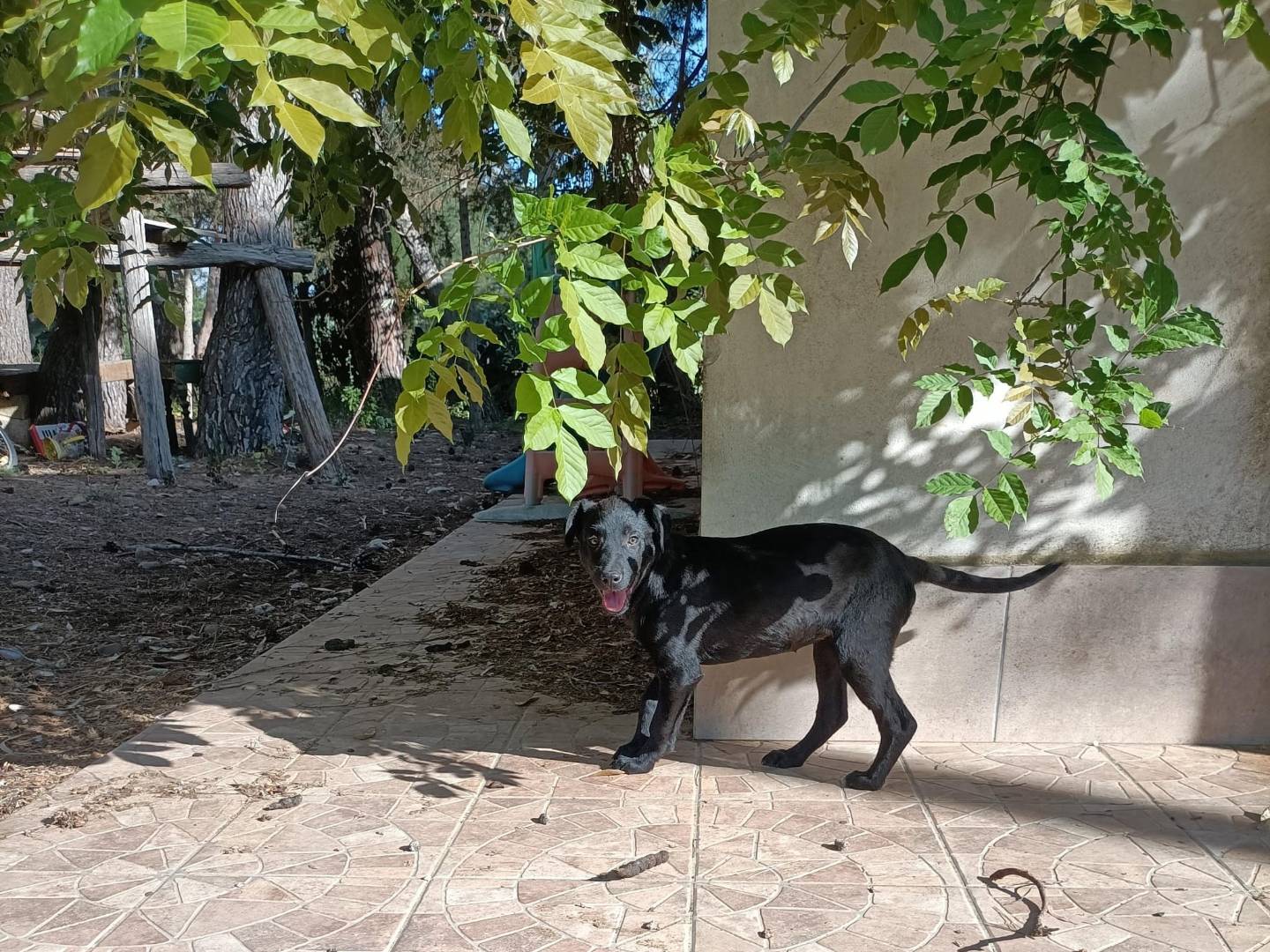 Adotta un cane, taglia media, femmina, Trapani