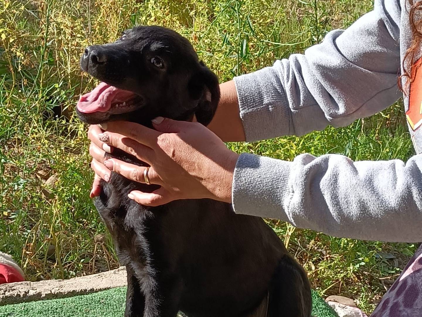 Vuoi adottare un cane a Trapani?