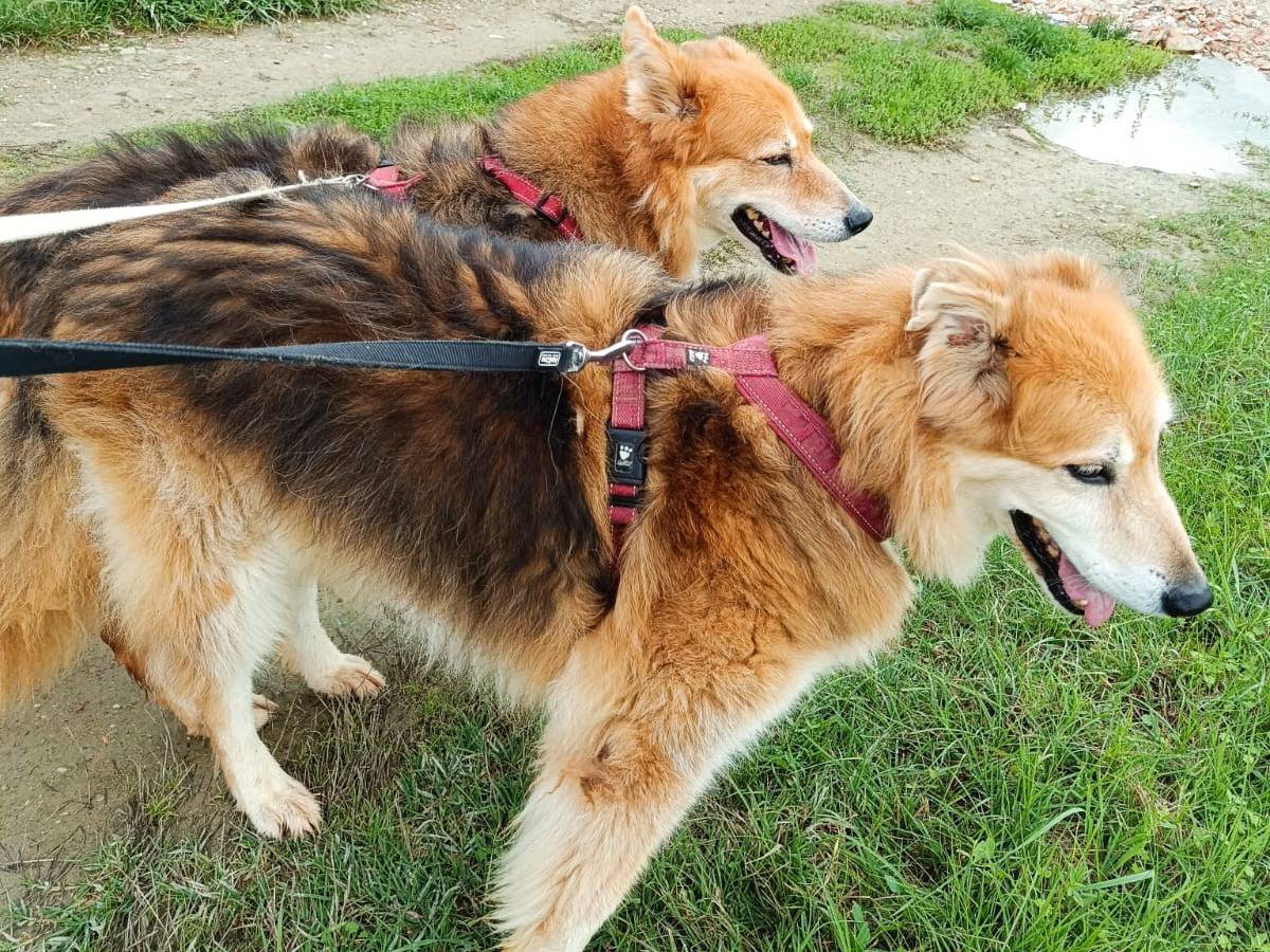 Adotta un cane, femmina, 13 anni  e 3 mesi , Pisa