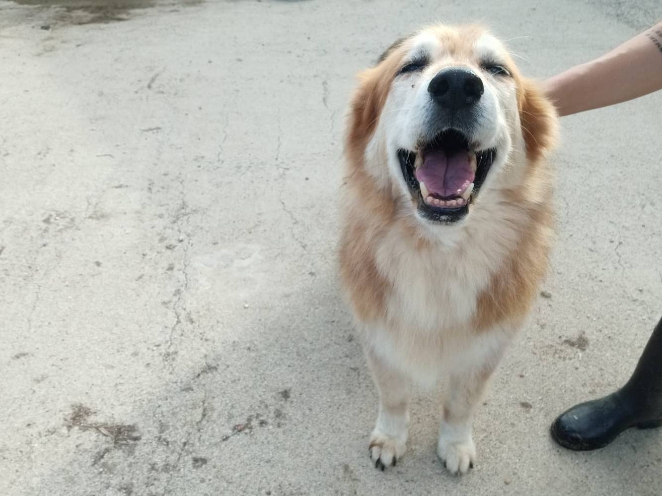 Adotta un cane, taglia media, femmina, Pisa