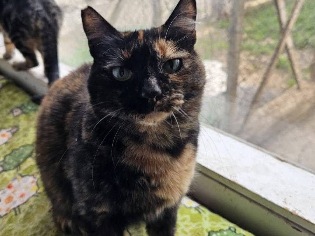 Adotta un gatto, femmina, 2 anni  e 8 mesi , Bari