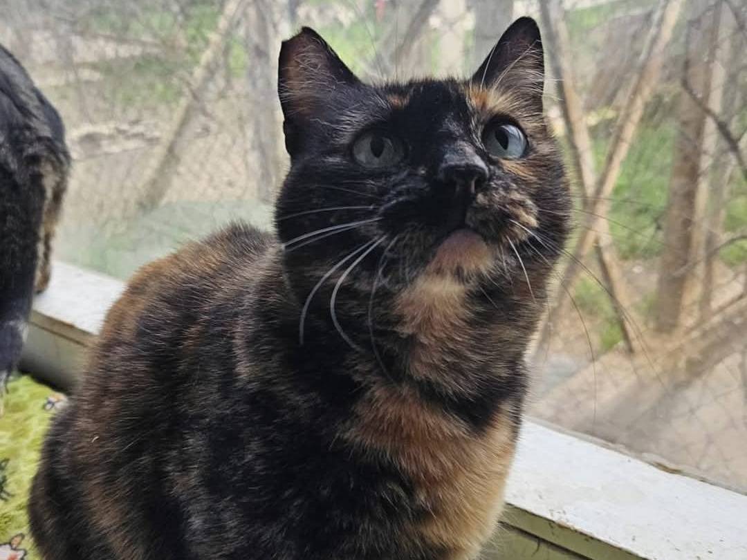 Adotta un gatto, taglia non valida, femmina, Bari