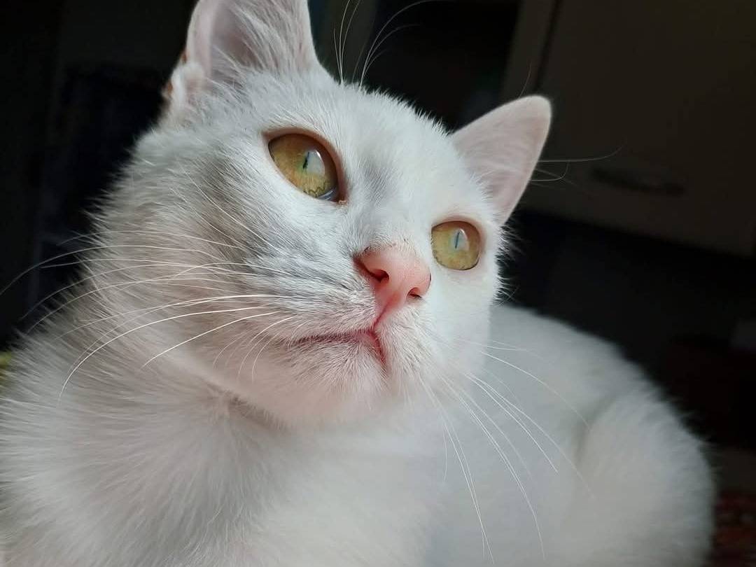 Foto dell'animale