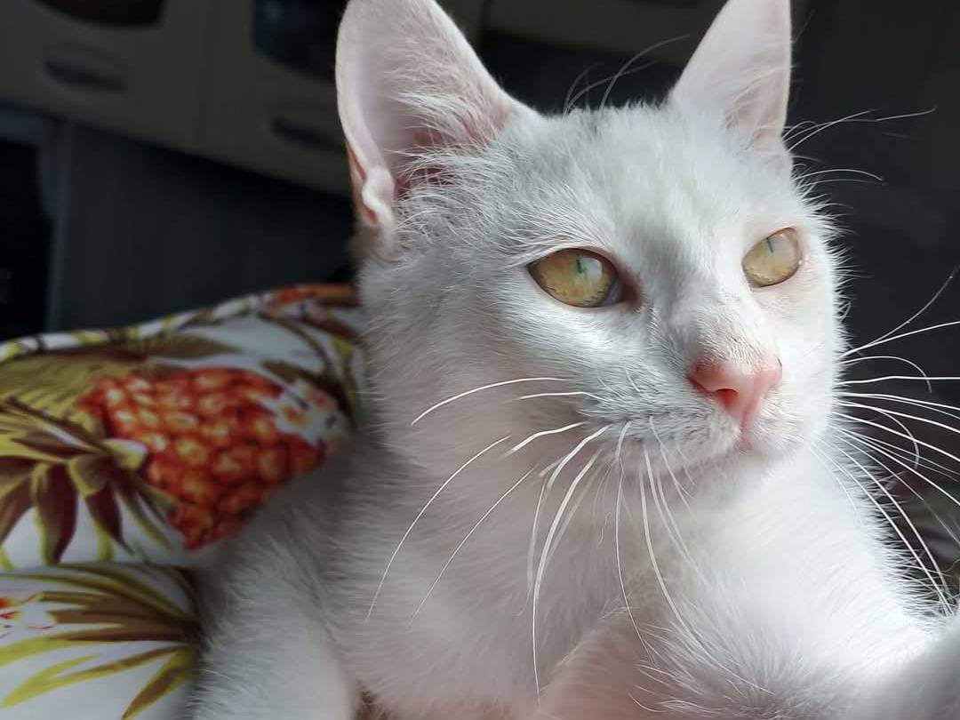 Adotta un gatto, maschio, 5 mesi, Bari